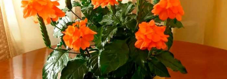 Полный гид по уходу за кроссандрой в домашних условиях - секреты процветания и красоты растения