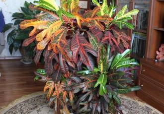 Кротон – необыкновенно красивое и разнообразное растение, которое привлекает своей яркой окраской листьев и множеством сортов