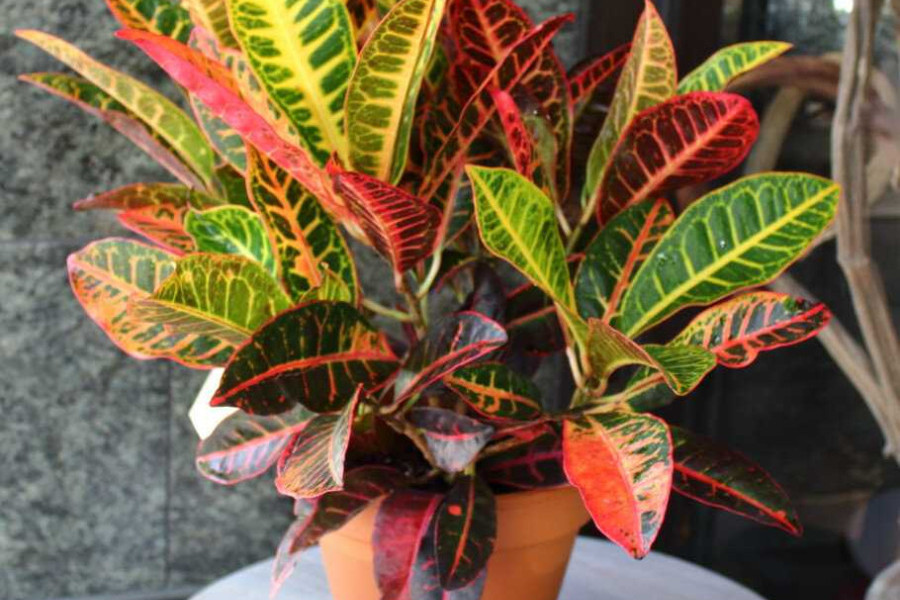 кируэло кабрал дракон. полезные свойства дракона. доклад про драконий фрукт. питайя питахайя драгонфрут. экстракт кровь дракона.