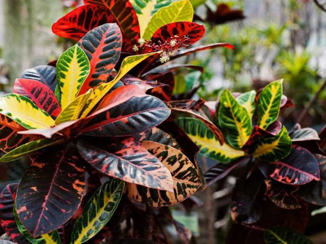 Кротон – роскошное растение в интерьере - подробное описание, основные виды и фото