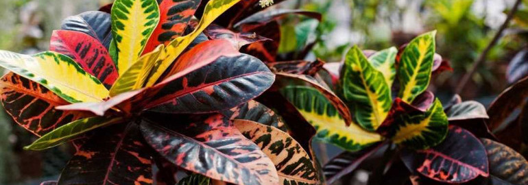Кротон – роскошное растение в интерьере - подробное описание, основные виды и фото