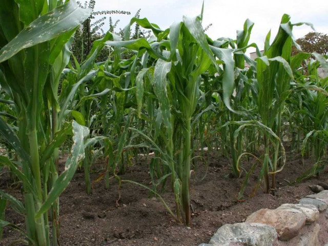 Секреты успешного выращивания и ухода за кукурузой в открытом грунте - полезные советы и рекомендации