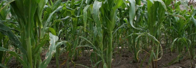 Секреты успешного выращивания и ухода за кукурузой в открытом грунте - полезные советы и рекомендации