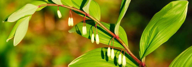 Купена серповидная вариегатум - удивительное растение с яркими полосками на листьях и множеством лекарственных свойств