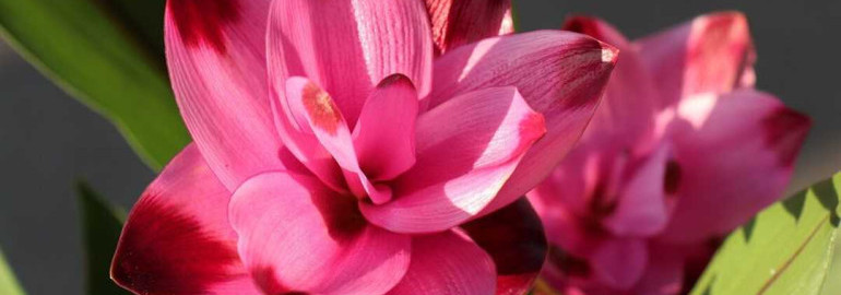 Узнай все о куркуме - фото растения, полезные свойства и способы использования