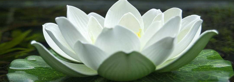 Узнайте, как выглядит белоснежная кувшинка на фото и вдохновитесь ее красотой и нежностью