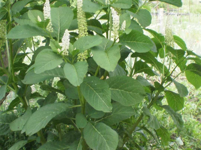 Лаконос - семена, выращивание, полезные свойства и применение растения