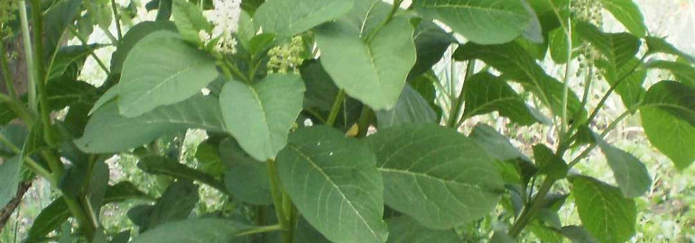 Лаконос - семена, выращивание, полезные свойства и применение растения