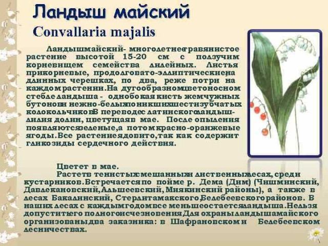 Ландыш майский - уникальное растение, представляющее из себя нежную красоту и неповторимый аромат весенней природы
