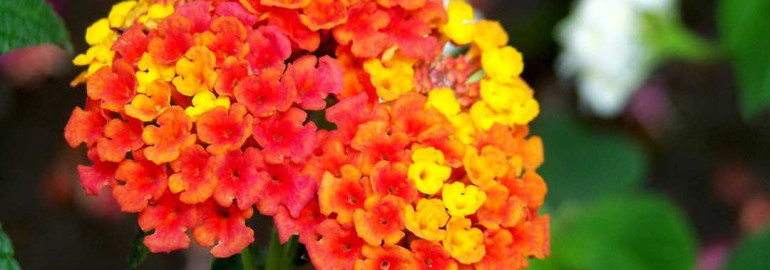 Фотографии лантаны — неподражаемый цветочный калейдоскоп, вдохновляющий на садовые шедевры