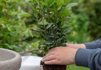 Лавр — растение с прекрасным ароматом и полезными свойствами, которое легко выращивать дома