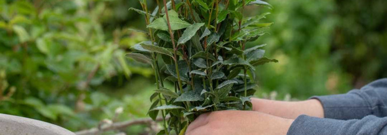 Лавр — растение с прекрасным ароматом и полезными свойствами, которое легко выращивать дома