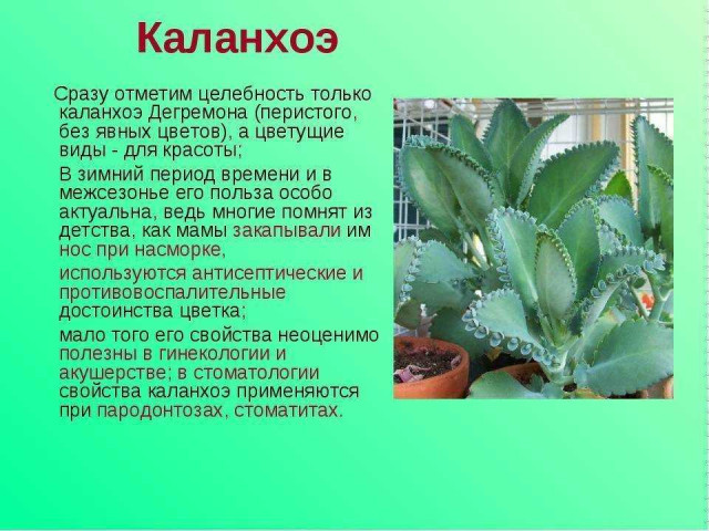 Лечебные свойства каланхоэ - как этот растение помогает в борьбе с различными заболеваниями