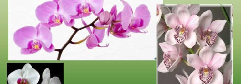 Орхидея - магическая прекрасна и загадочна
