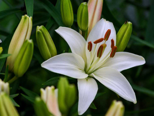 Лилии - удивительные цветы с невероятным разнообразием форм и расцветок