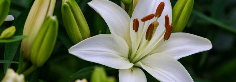 Лилии - удивительные цветы с невероятным разнообразием форм и расцветок