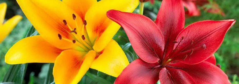 Фотографии и описания лучших сортов лилий – красота природы и вдохновение для садоводов