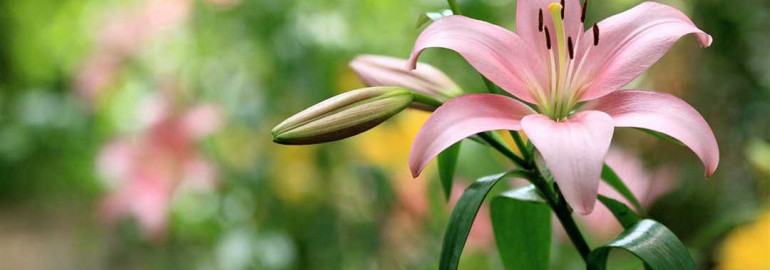 Лилии - изысканные и элегантные цветы, завоёвывающие сердца своей красотой и ароматом