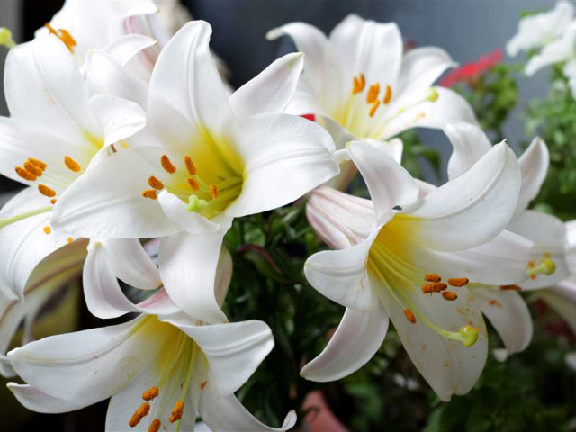 Лилия - прекрасный цветок с богатой символикой и величественной красотой