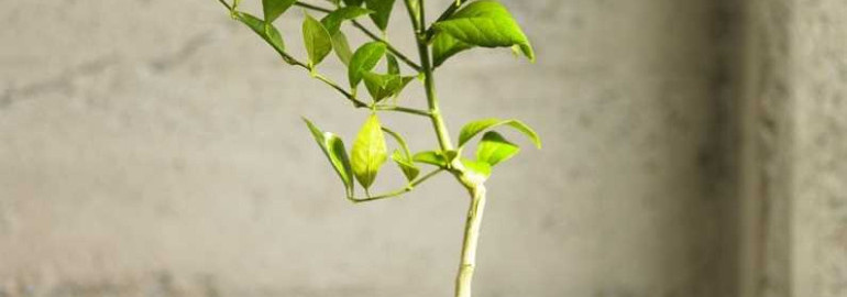 Как правильно ухаживать за лимонным деревом в домашних условиях и обеспечить полноценный рост и плодоношение