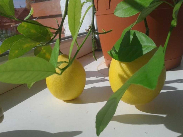 Благодать лимона на подоконнике - воспользуйтесь природным аптечным шкафом, украшение комнаты и источник оздоровления