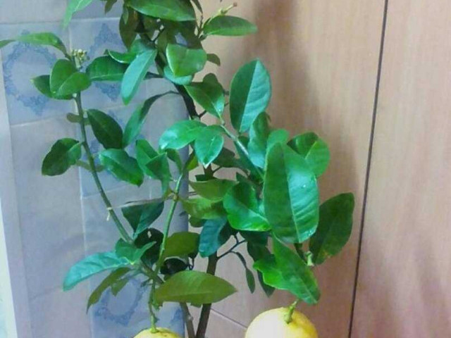 Как правильно ухаживать за лимоном пандероза в домашних условиях
