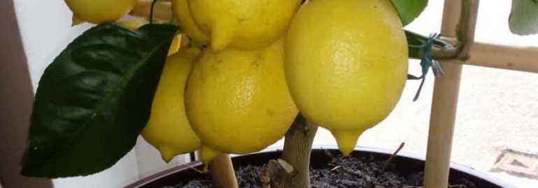 Лимон цветет, но не плодоносит - как справиться с проблемой отсутствия плодов