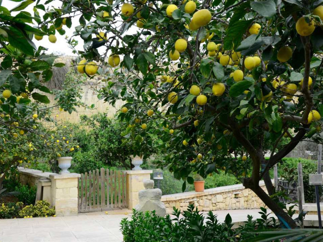 Лимонное дерево - польза и уход за растением, методы размножения