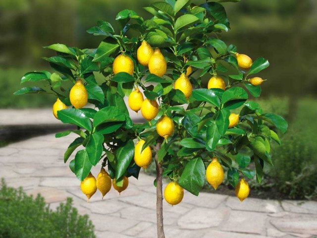 Лимонное дерево в домашних условиях - полезные советы по уходу и выращиванию