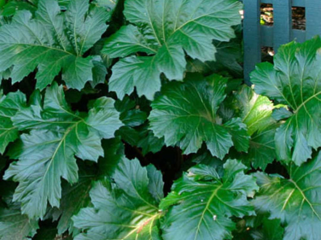 Красочные фотографии листа аканта - взгляд внутрь удивительного растения
