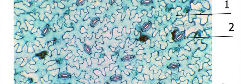 Удивительный мир листа герани, раскрывшийся под микроскопом - красота и безупречность природной архитектуры