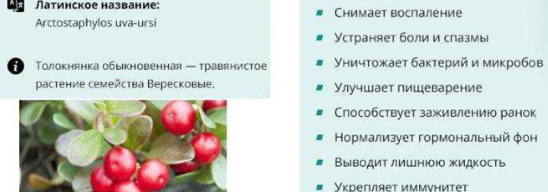 Все, что вы должны знать о лечебных свойствах листа толокнянки и его воздействии на организм