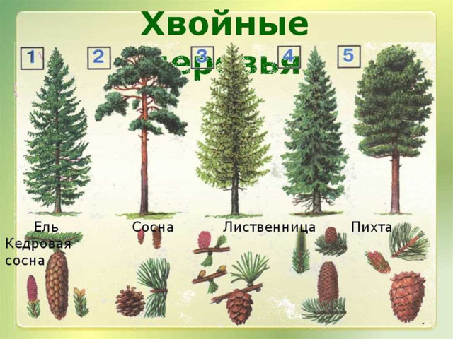 Лиственница - хвойное или лиственное дерево - особенности и классификация