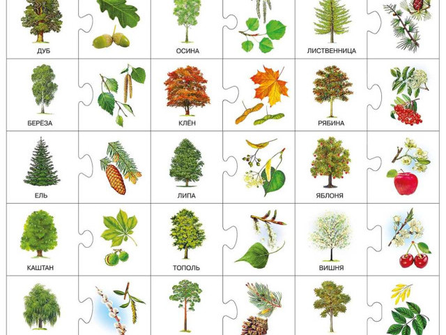Изображения листьев деревьев с подписями - примеры и названия