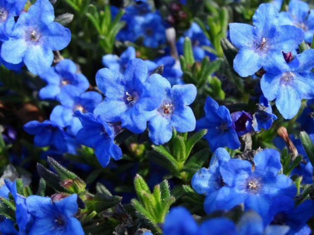 Литодора небесно-голубая - всё о выращивании, уходе и преимуществах этого прекрасного садового растения