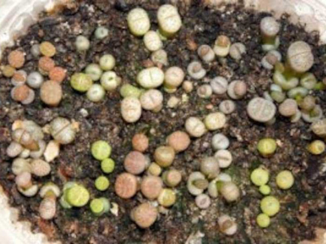Литопсы из семян в домашних условиях - советы по выращиванию и уходу