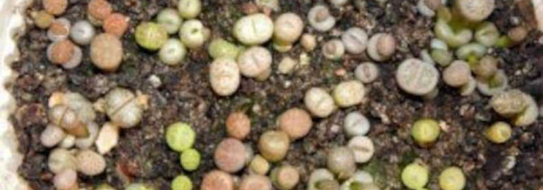 Литопсы из семян в домашних условиях - советы по выращиванию и уходу