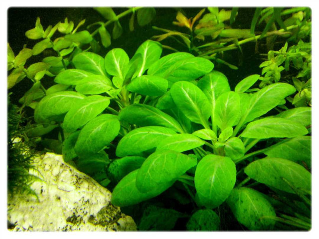 Лобелия аквариумное растение - как правильно выращивать и ухаживать за ним