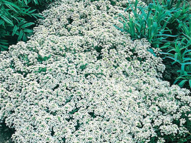 Лобулярия снежный ковер - эффективное растение для создания гармоничного и яркого ландшафта