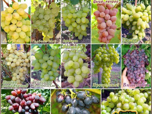 Топовые сорта винограда, которые поразят вас своим вкусом и ароматом