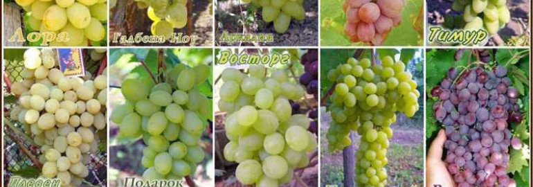 Топовые сорта винограда, которые поразят вас своим вкусом и ароматом