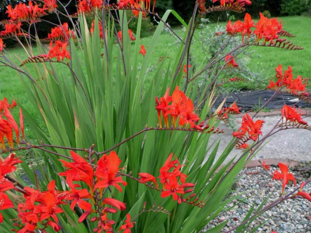 Луковичные цветы - фото и названия разнообразных видов для садового оформления