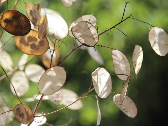 Лунник — красивый многолетник для оформления садового участка с оригинальными цветами и формой листьев