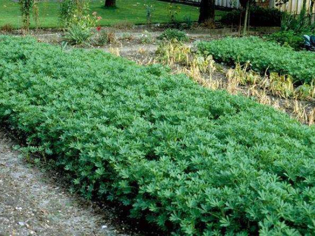 Люпин – эффективное решение для повышения плодородия почвы и улучшения урожайности