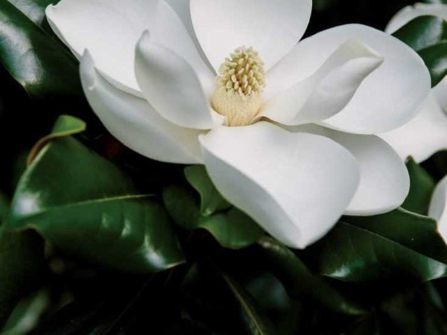 Красивые фотографии магнолии – самый нежный цветок в саду