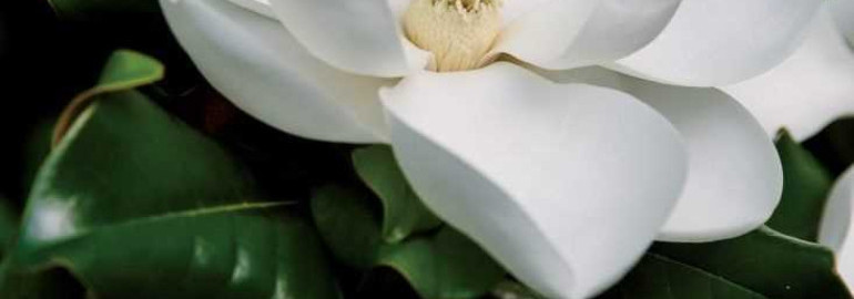 Красивые фотографии магнолии – самый нежный цветок в саду