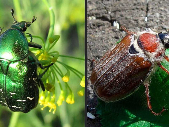 Узнайте все о майском жуке - особенности, фото, приметы и распространение