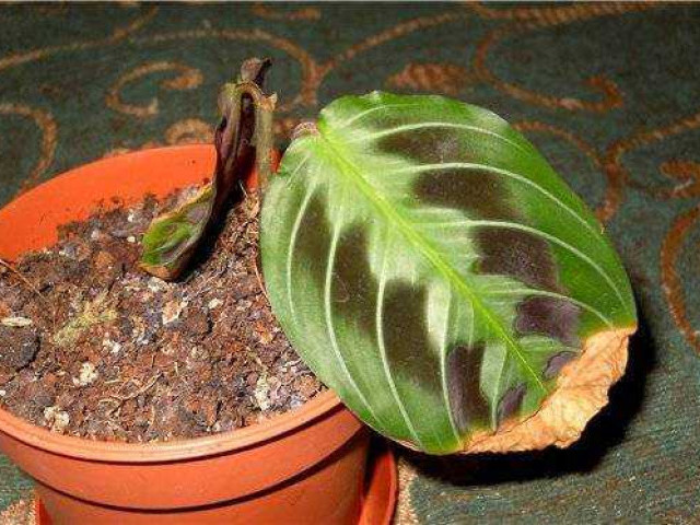 Почему у маранты начинают сохнуть листья и как спасти растение от гибели