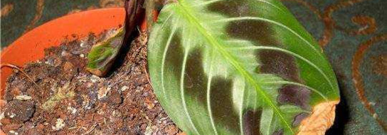 Почему у маранты начинают сохнуть листья и как спасти растение от гибели