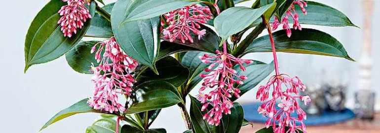 Мединилла Магнифика - как ухаживать за этим экзотическим растением в домашних условиях